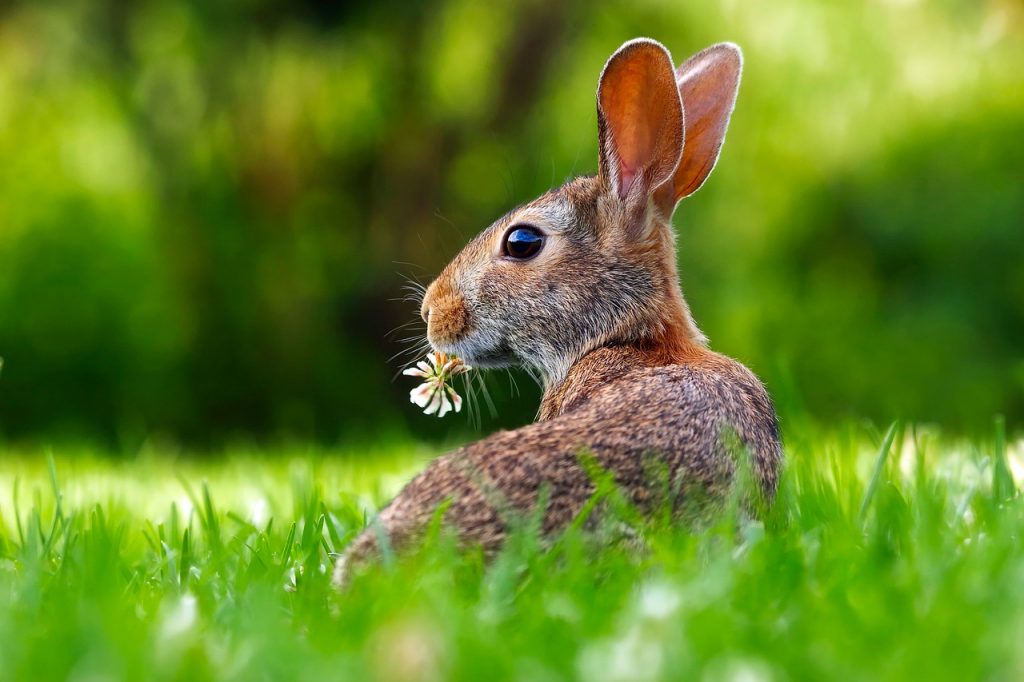 ¿Qué Comen Los Conejos? - Mega Guía | Blog Entrehuellas.top